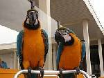awasome macae parrots available